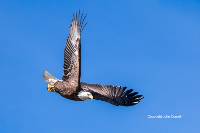 Bald-Eagle;Bird-of-Prey;Eagle;Flying-Bird;Haliaeetus-leucocephalus;Photography;a